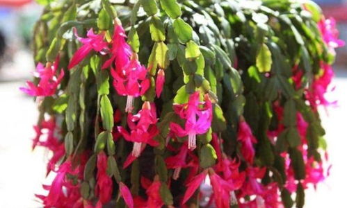 修剪银柳，造型多样