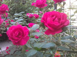 月季花的历史与文化