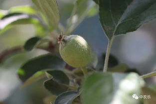 果园防虫大揭秘：甲米安雅维的使用技巧