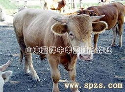 鲁西黄牛育肥需关注选种、饲养、防疫和出栏四个环节
