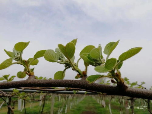 高氮中磷中钾的复合肥，了解一下？