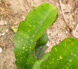 火龙果溃疡病的忧愁