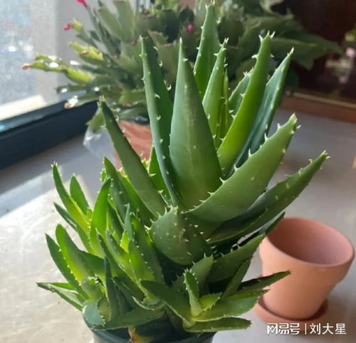 “芦荟冬季户外种植，冻死风险大吗？”