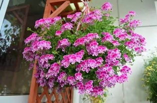 紫藤花的养护秘诀：养出健康美藤