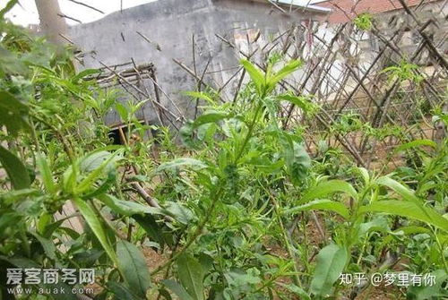 吡虫啉的使用效果如何？