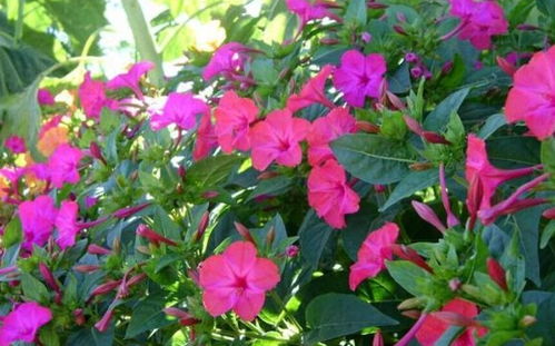 紫茉莉：耐旱耐热，楼顶种植好伴侣