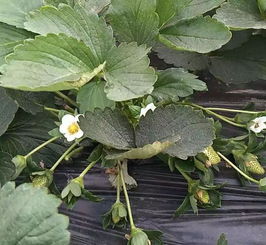 防治病虫害，农药选哪种？