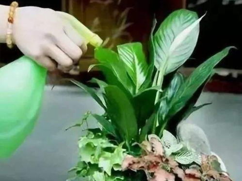 哎呀呀,花卉虫害真头疼啊,怎么办呢?