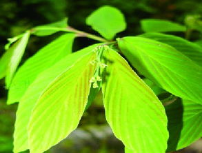 大连种被子植物死苗维权难，真是有够头疼的！