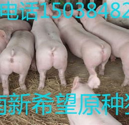 新希望仔猪多少钱一头？需要购买哪种型号的浓缩饲料？