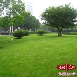 常用草坪和草花种子推荐