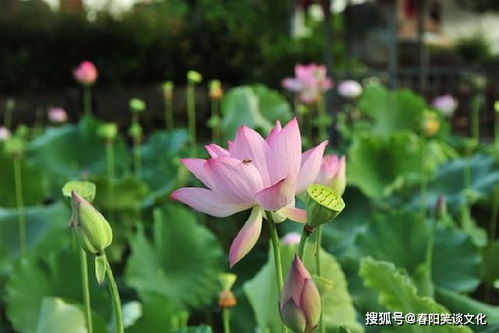 白兰花的高尚纯洁和坚韧象征，是否揭示了它美丽背后的哲理与人生智慧