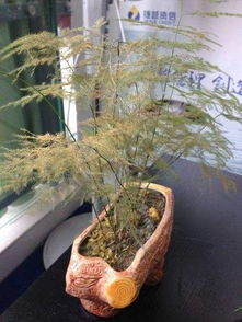 文竹怎么浇水？浇透还是见干见湿