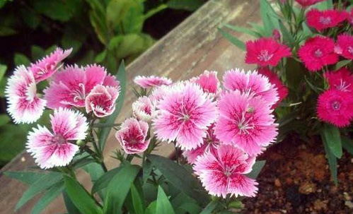 河南花卉的播种技巧