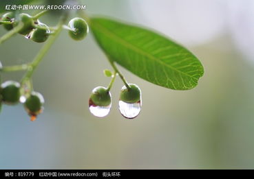 天然露珠与病害水珠的区别