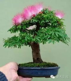 移栽后 要重视整形修剪