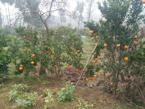 未带土的裸根柑橘苗初定植后的一段时间