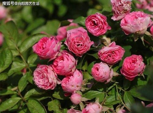 月季花开，心情飞扬