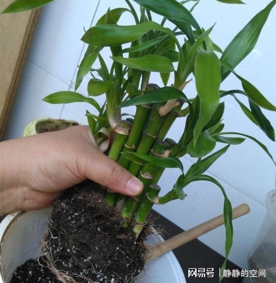 桂花换盆的时机