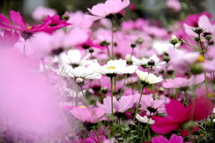 百合花与蜀葵的美丽