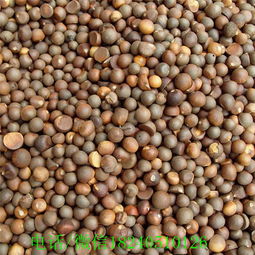 种子选育：黑豆子的“优等生”