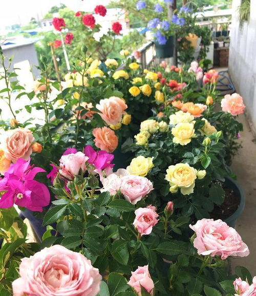 欧月和月季花区别在哪？新手养花如何避免养死