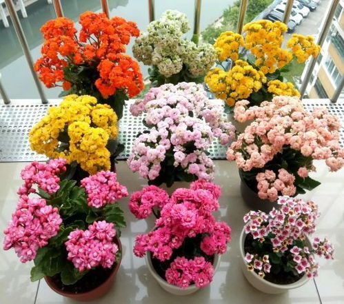 优点一：多季节重复开花