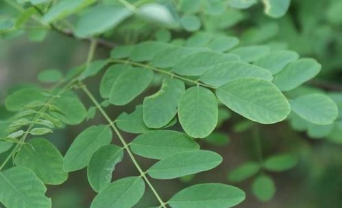 丁香茶是哪种树的叶子？丁香树有什么特点和功效