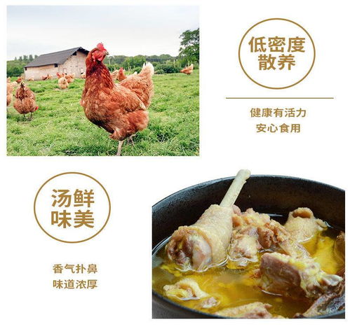 蛋鸡料加鱼粉能增加下蛋量吗？家养小笨鸡如何安全过冬？母鸡冬天还能正常下蛋吗？