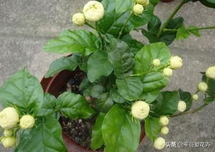 虎头茉莉与栀子花有何显著特征差异