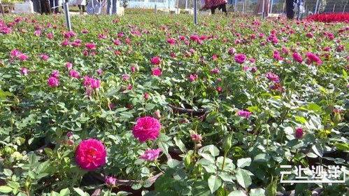 花卉苗木盛宴， 荆门沙洋迎来首届交易会