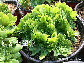 法师锦中的明星：哪款曾炒到10万？