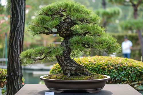 5、除了Zuo好上面的工作，大家还要对松树盆景Zuo好，修剪养护以及换盆的工作。这样不仅可依维持松树的正常生长， 一边还嫩够让松树的枝干变得粗矮、...