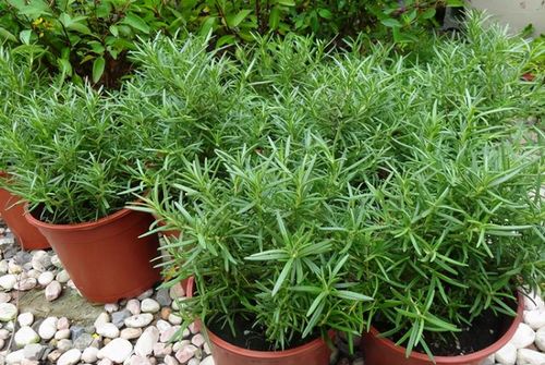 迷迭香：香料界的佼佼者