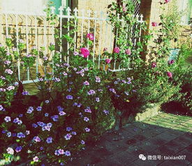 九月花期，有哪些美丽花朵适合在花园种植