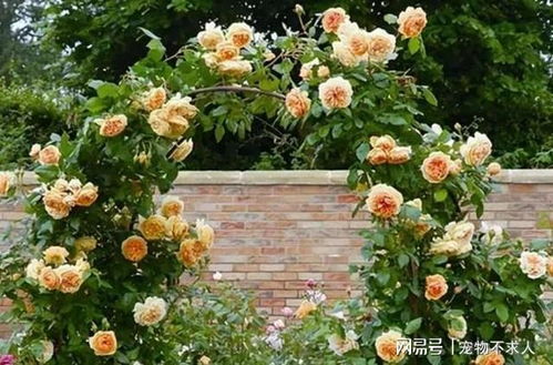 藤本月季的品种选择