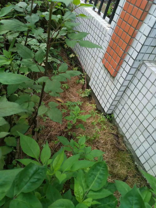 育苗之道，非盲目拼凑