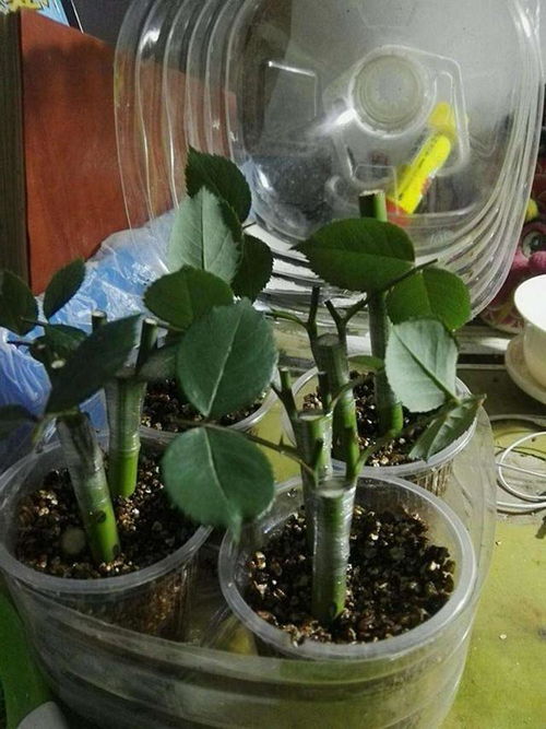 月季花几月份扦插最好？最佳时间是什么时候