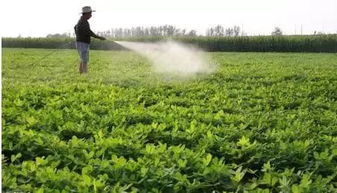 土壤环境：田字萍的温馨小窝