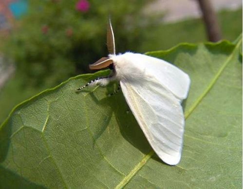 美国白蛾防治：农药选择大揭秘