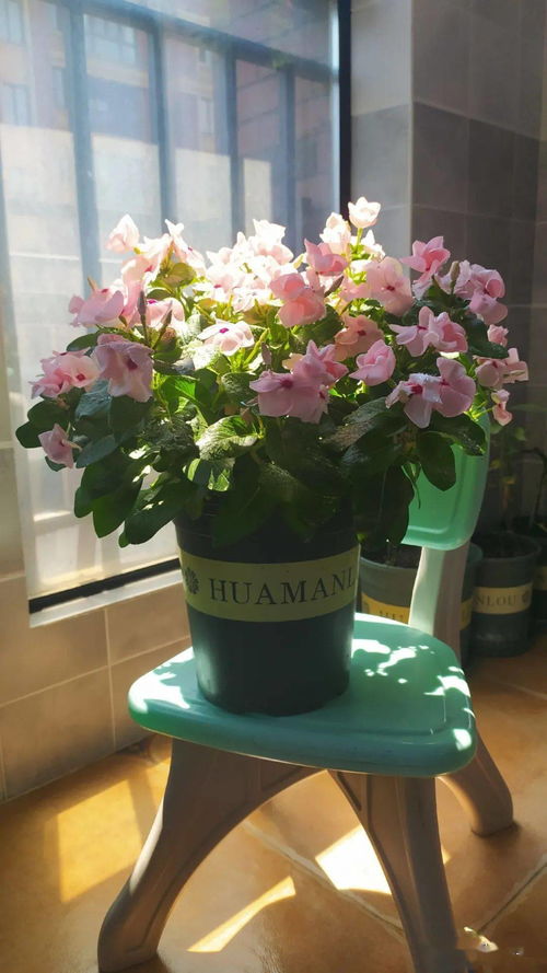 花儿开花的秘密，你了解多少？