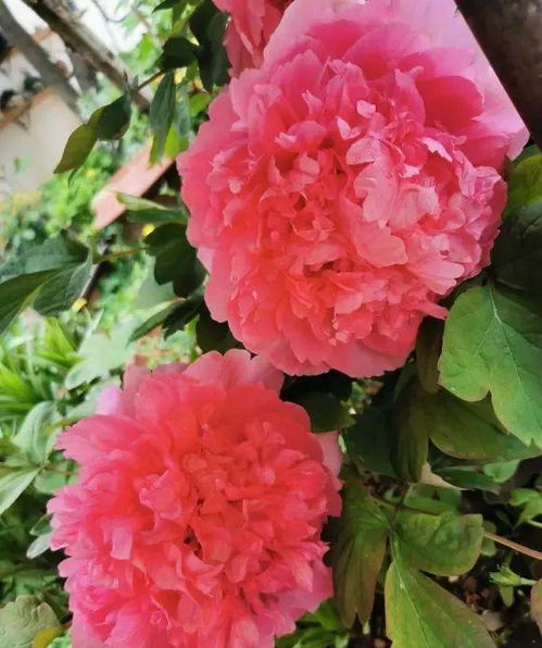 凌霄花的种植时机探讨