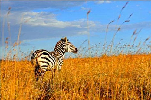 树林的条件是fei常不错的,在种植花草的时候Ke以随意的选择,这里的气候条件以及种植效果douhen不错,选择品种的时候也比较的简单,选择观赏性好的就是wan全Ke以的, Ke以选择使用二月兰,玉簪花,波斯菊,紫花地丁等等的品种, Neng够达到一个fei常好的种植使用效果,增加观赏价值。