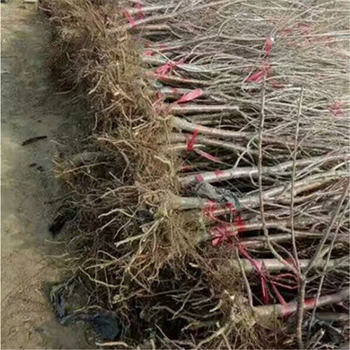 育苗技术解密，提升成活率