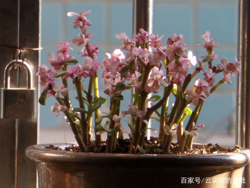 雅乐之舞和金枝玉叶养护方法有何不同