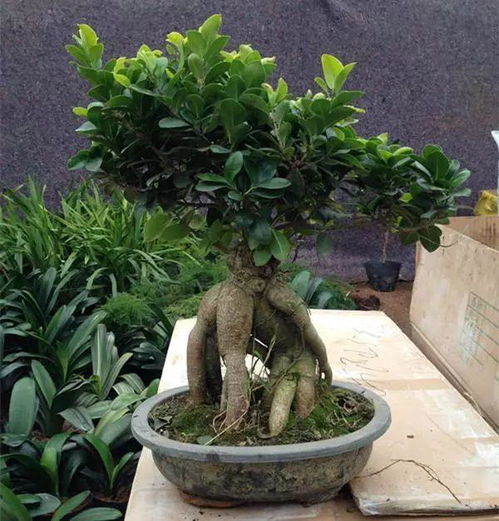 盆栽榕树掉叶子怎么办？如何挽救这棵绿植的生命