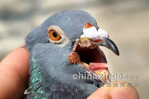 如何确保新手养鸽子时能彻底防住鸽痘，采取哪些措施最有效？