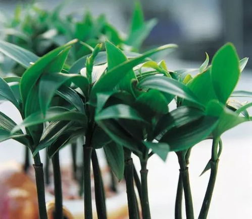 温度， 种子的生命密码