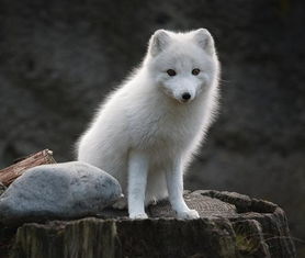 秋田狐鱼钩与白狐鱼钩有何区别？定义及背景介绍