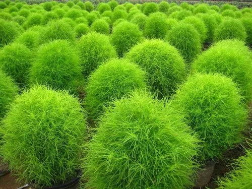 新疆室外种植地肤的耐寒耐旱品种探秘